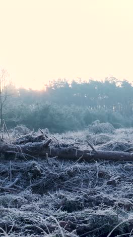 frozen forest sunrise