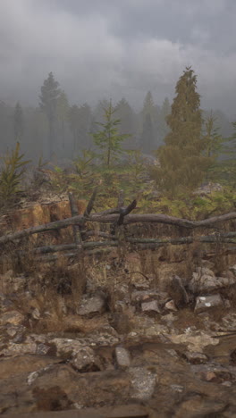 foggy forest path