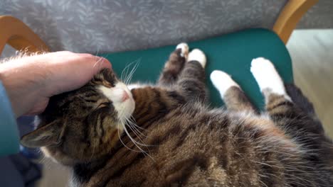 close-up of a human hand petting a content tabby cat on a green chair, indoor setting, natural daylight