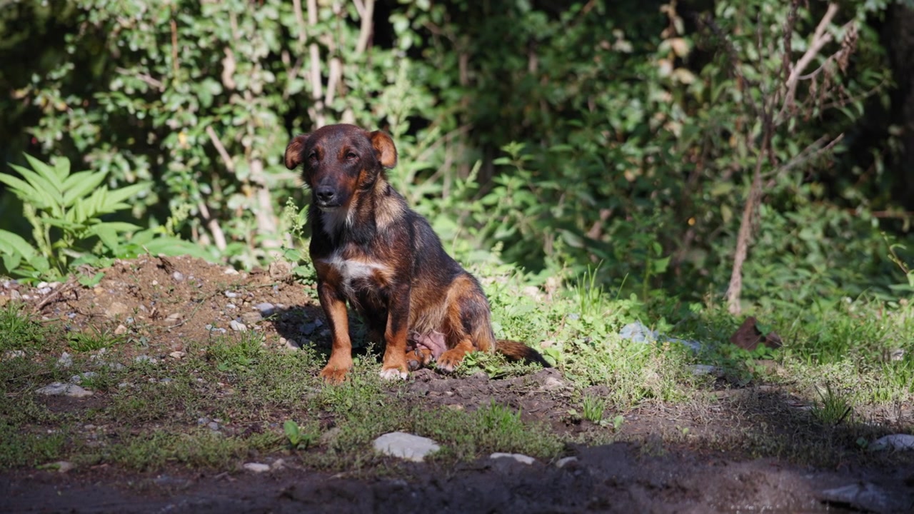 Dog sitting on a sunlit ground alone
