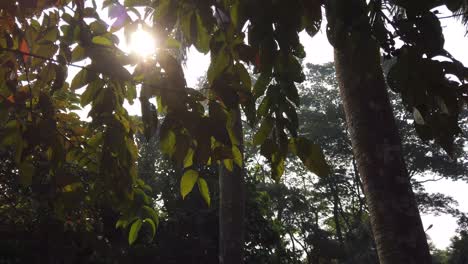 sunlight filtering through lush forest canopy
