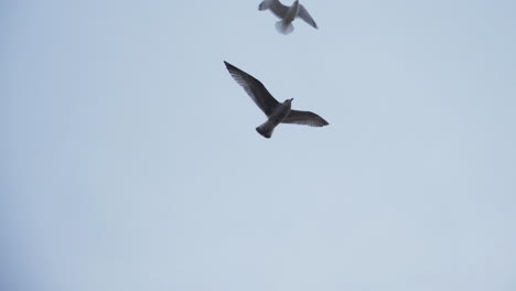 Two-seagulls-flying---Slowmotion-180fps