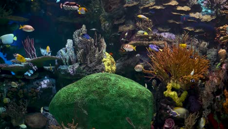 unas mantarrayas y algunos tiburones nadan sobre las rocas