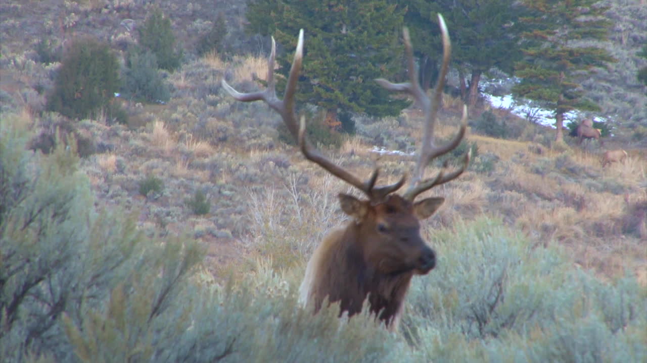 un gran alce camina por el bosque y llama a un compañero 4