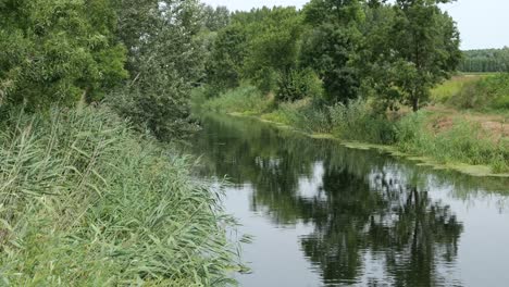 mirrored reflections over clear stream in the woods