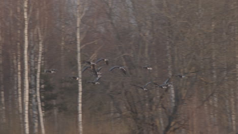 Una-Gran-Bandada-De-Gansos-Albifrones-De-Frente-Blanca-En-El-Campo-De-Trigo-De-Invierno-Durante-La-Migración-De-Primavera