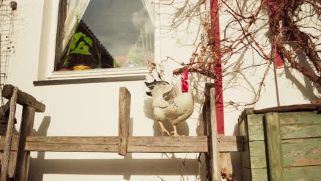 Gallina-Y-Un-Gallo-Posados-En-Una-Valla-De-Madera-En-El-Patio-Trasero