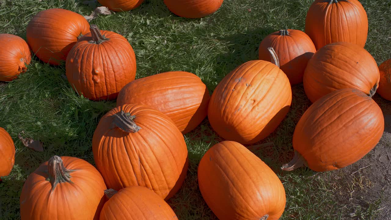 주황색 호박은 높은 각도에서 가까운 패닝 샷으로 녹색 잔디에 누워 있습니다.