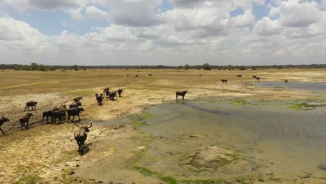 buffaloes in the national park. sri lanka.