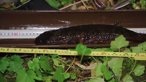 Salamandra-Gigante-Japonesa-Juvenil-Que-Se-Mide-Para-La-Investigación-De-Conservación