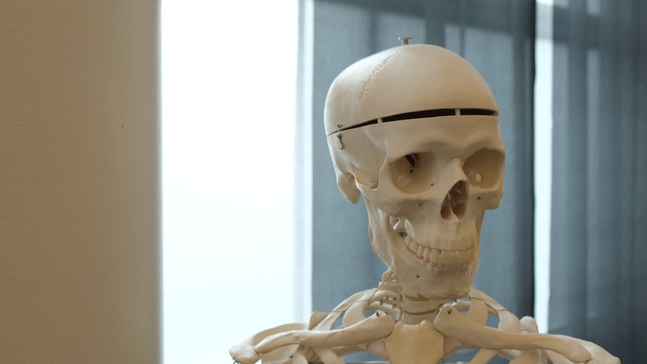 los médicos modelo educativo de un esqueleto humano