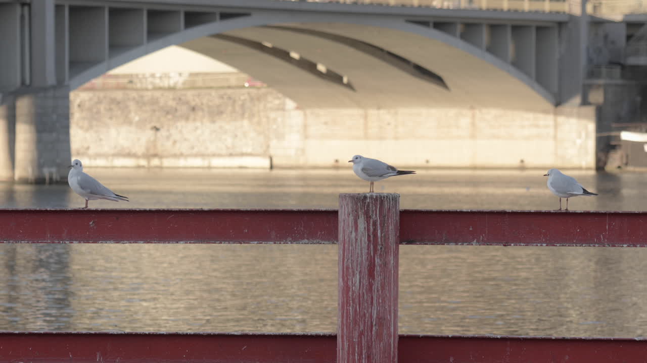 체코 프라하의 강둑에 있는 철로에 세 마리의 갈매기