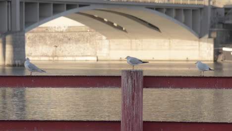 Three-River-Gulls-perched-on-rail-on-riverbank,-Prague-Czech-Republic