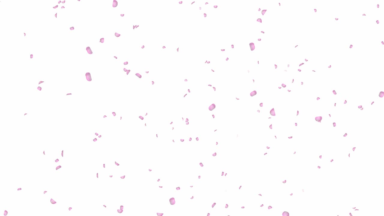 Pink and White Rose Petals Falling