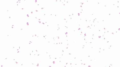 pink and white rose petals falling