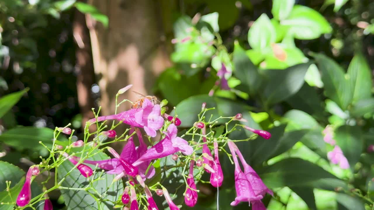 Bee collects nectar from vibrant Strobilanthes cusia blossoms, bright daylight, steady close-up shot