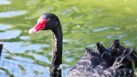 a black swan gracefully swims in water