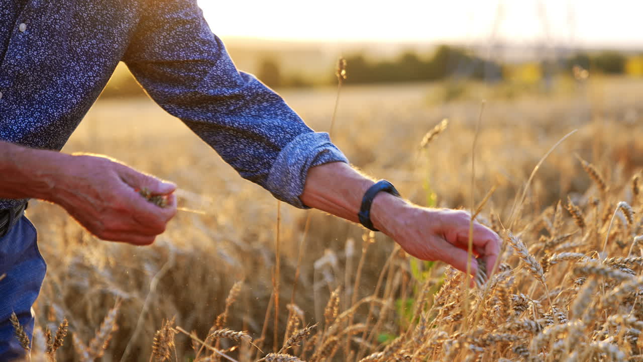 Harvesting wheat on a sunny evening. A person gently touches golden wheat stalks while standing in a serene field during the late afternoon sunlight