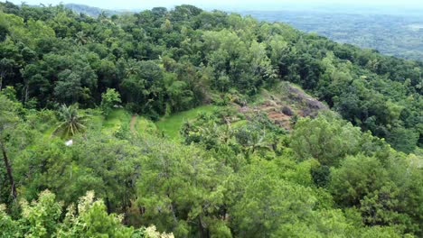 Vista-Aérea-Del-Bosque-Verde-En-Indonesia