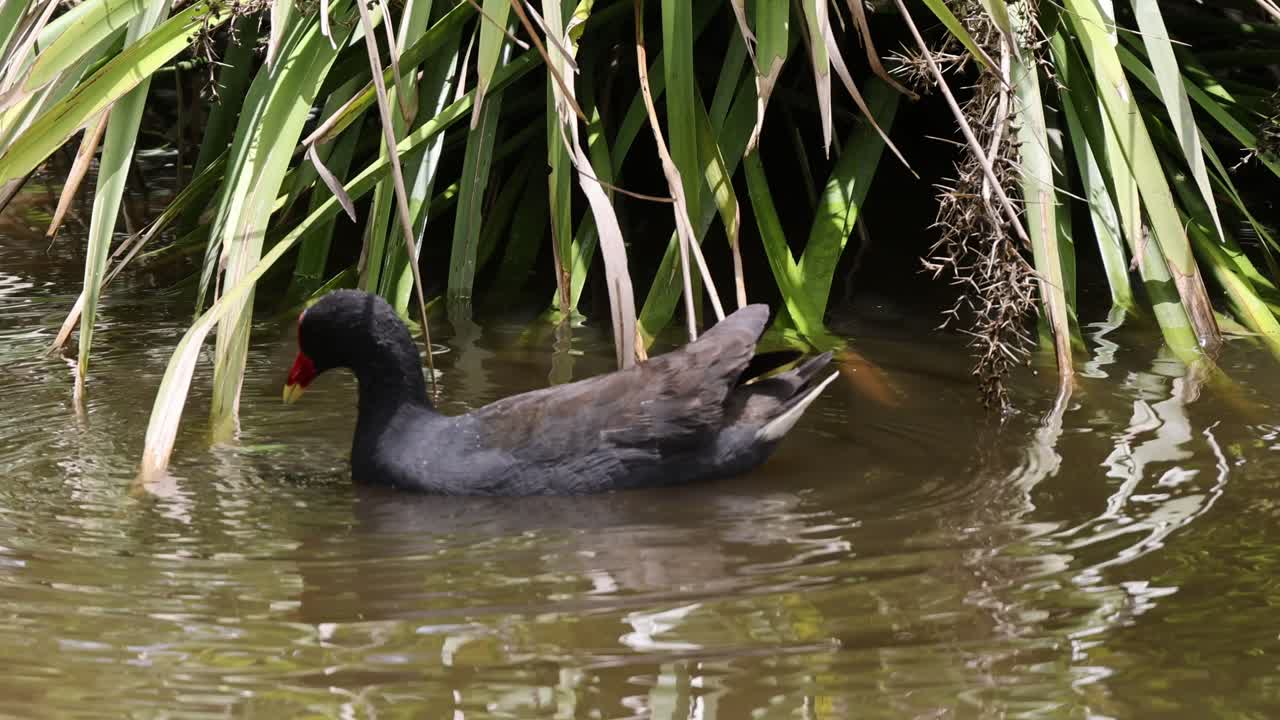 Uccello che nuota tra le piante acquatiche