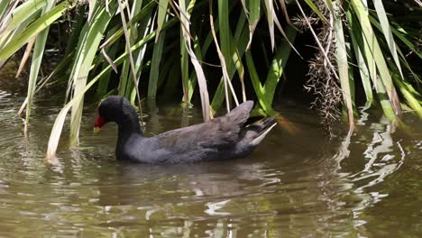 bird swimming and interacting with water plants