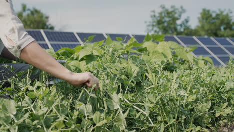 a farmer plucks pea pods, solar panels in the background.