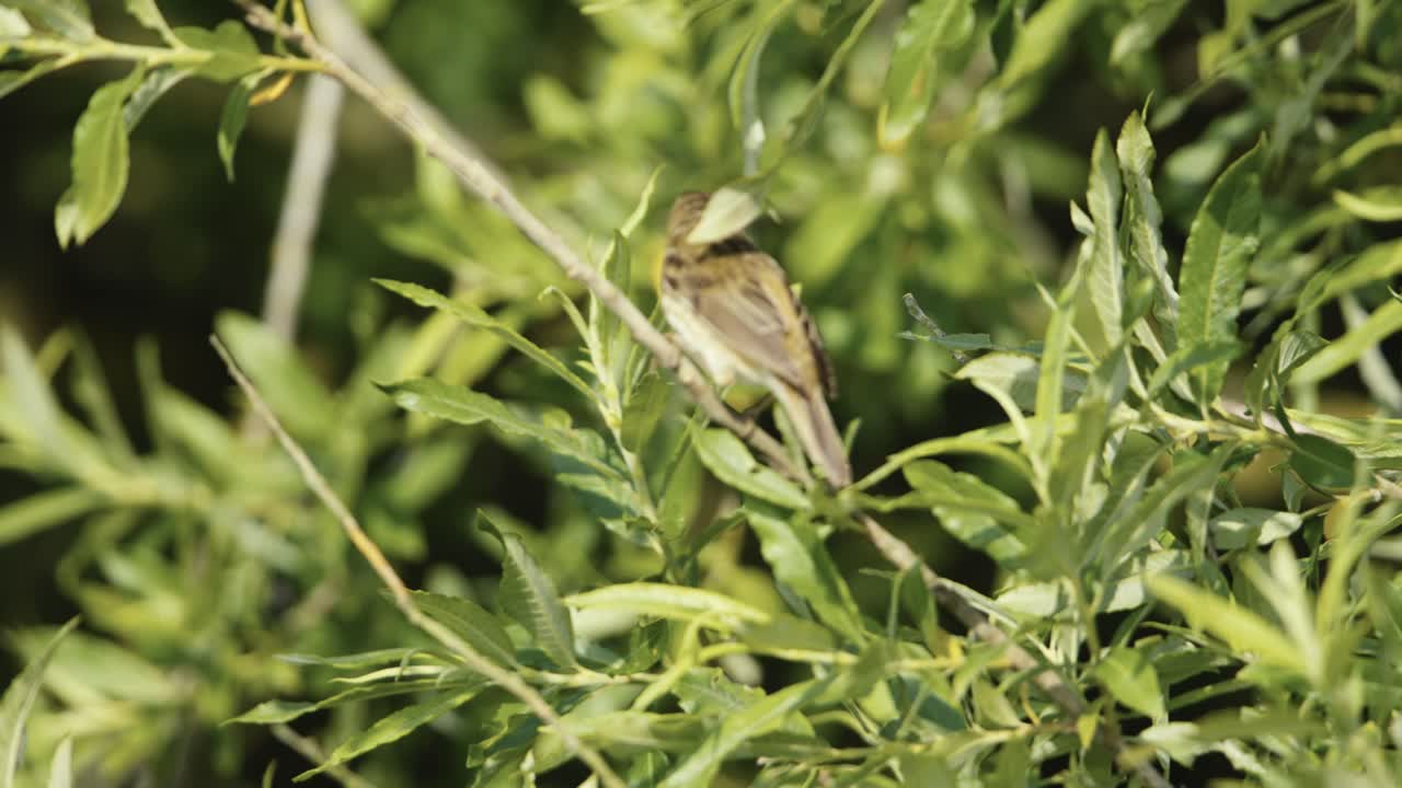작은 새가 나가지에서 노래하고 있다