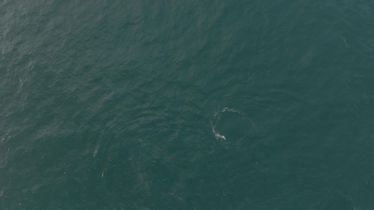 DRONE SHOT OF WHALES IN LOPEZ MATEOS IN BAJA CALIFORNIA SUR