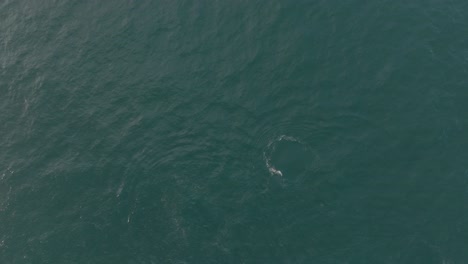 drone shot of whales in lopez mateos in baja california sur
