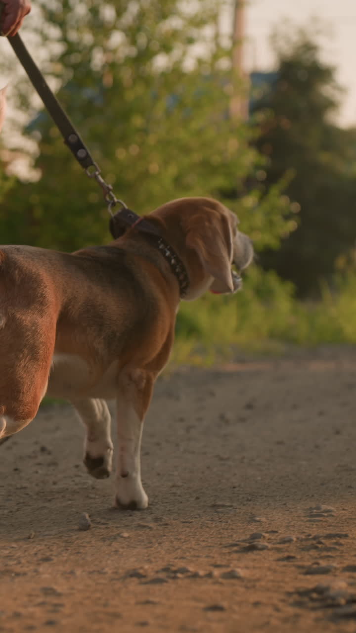 Back view of pet lover walking with her dog on leash along gravel road in rural area, dog happily wagging tail, background featuring greenery, building, and electric poles in distance