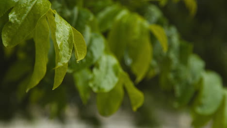 close up of rain falling on leaves of trees in park or countryside