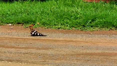 polvo de hoopoe africano bañándose en la carretera 01