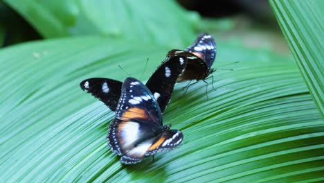 two butterflies interacting on a green leaf