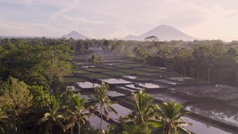 flying-over-rice-fields-at-Bali-Indonesia-with-Mount-batur-en-agung-in-the-background,-aerial