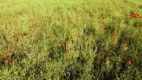 Flores-De-Amapola-Roja-En-Flor-En-Pradera-Agrícola-Verde,-Vista-Aérea-De-ángulo-Bajo