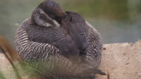 snoozing lake duck oxyura vittata with bill under wing on lake edge