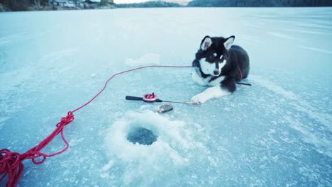 alaskan malamute lying on frozen river next to ice hole with man putting bait on fishing rod in trondheim, norway