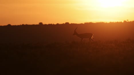 slow motion shot of isolated gazelle walking peaceful peacefully at beautiful sunset as the sun sets over the horizon, africa safari animals in masai mara african wildlife in maasai mara