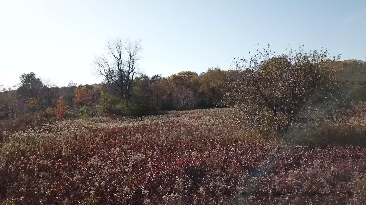 A broad autumn meadow filled with dry wildflowers stretches toward a colorful tree line. The landscape captures the late-season transition in a rural natural setting.