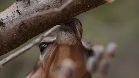 Kleiner-Oribi,-Der-Im-Samburu-Territorium-Im-Norden-Kenias-Isst