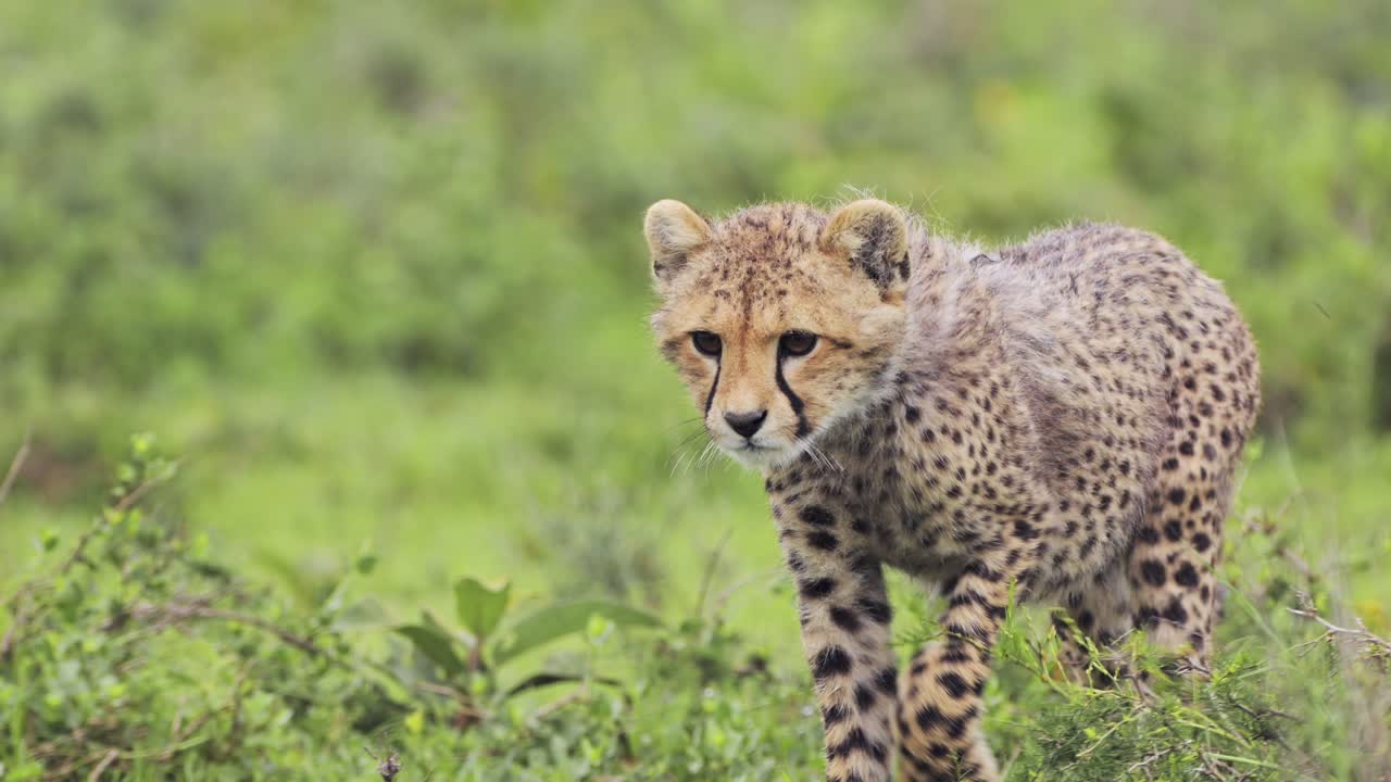 en cámara lenta, un lindo bebé guepardo en áfrica en el parque nacional serengeti en tanzania, pequeños animales jóvenes de primer plano caminando por la vida silvestre de áfrica.