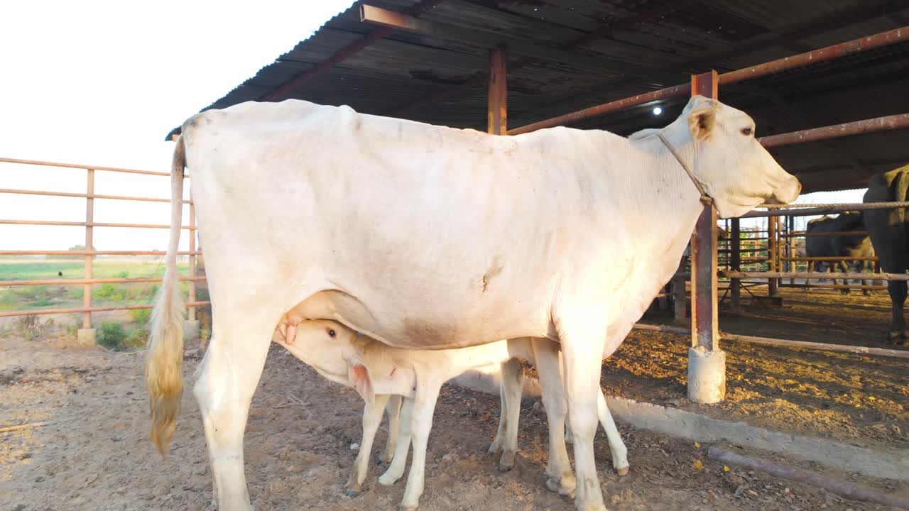Una scena tranquilla e commovente di una mucca madre che allatta il suo vitello, un passo tradizionale nella vita rurale di una fattoria venezuelana