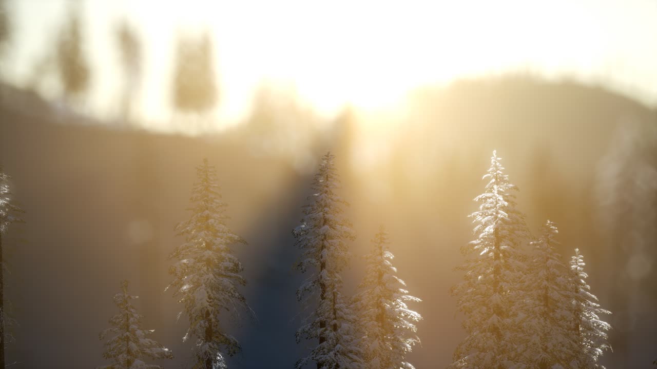 산의 숲에서 화려한 크리스마스 장면. 다채로운 겨울 해가 뜨는