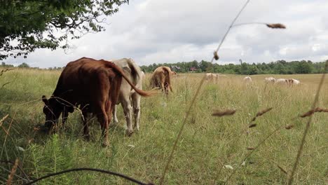 cows grazing in a field