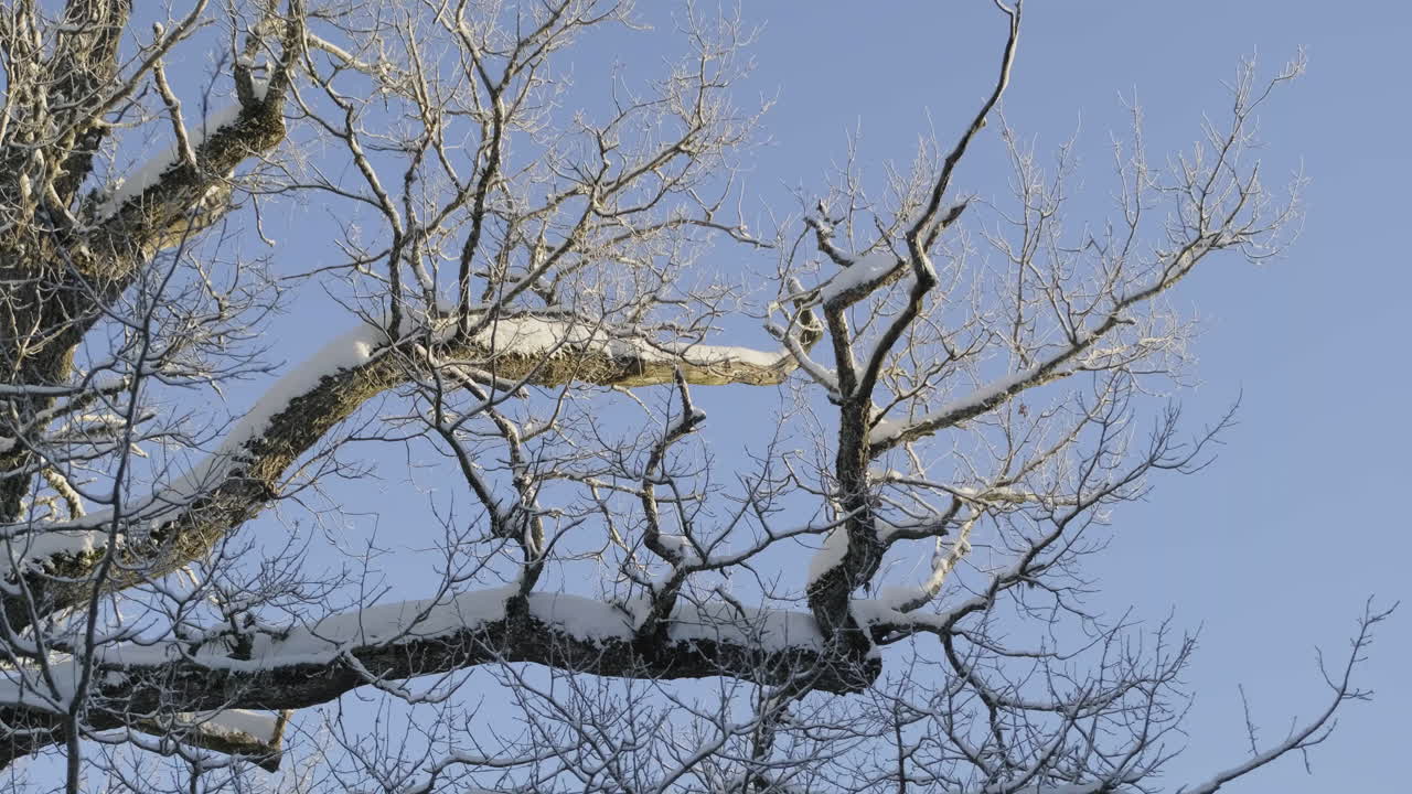 Large frosty oak tree branch in winter