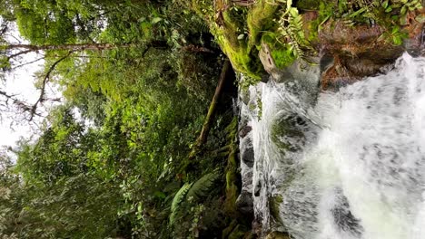 lush green forest waterfall