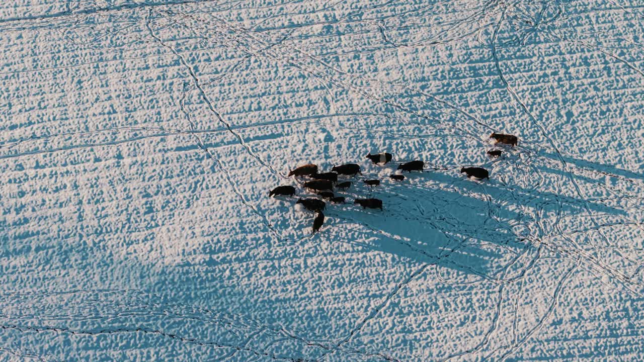A side-tracking drone shot of a herd of cows walking across a snow-covered field in South Georgia. Captured during a rare snowfall event, showcasing rural winter scenery.