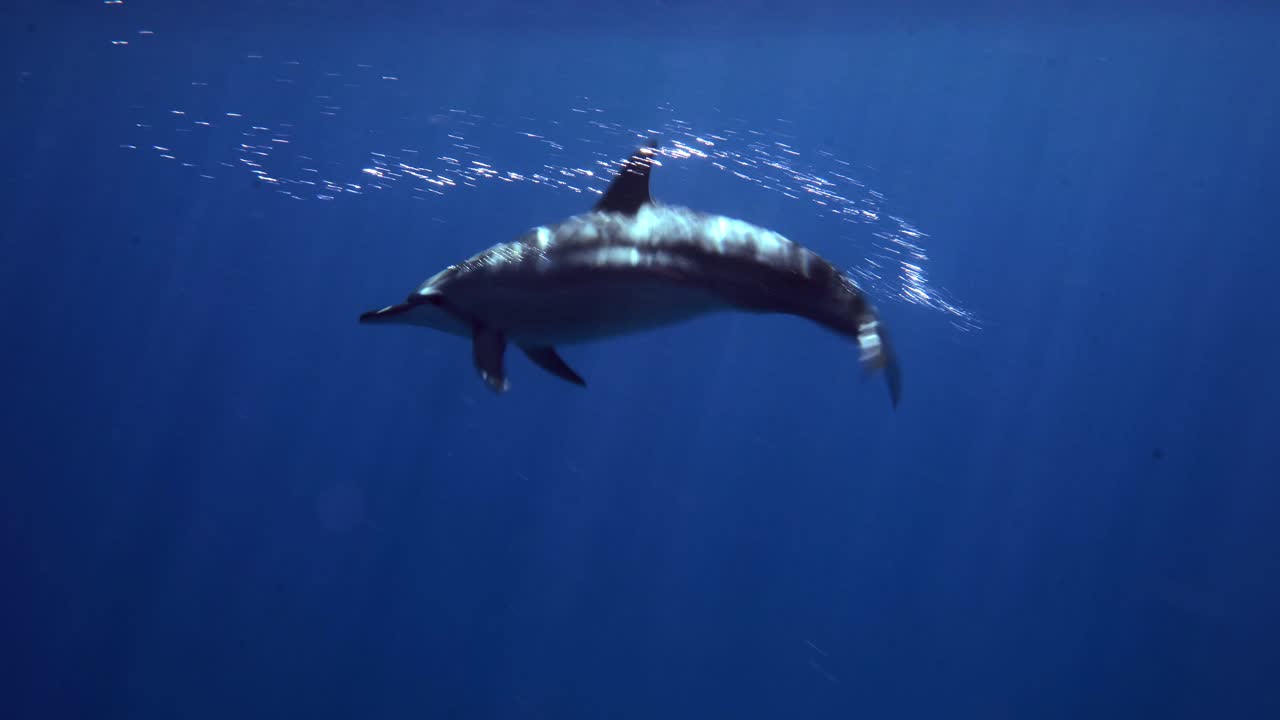 delfín solitario deslizándose rápidamente en el agua de mar azul profundo - toma submarina