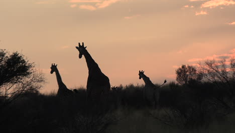 the silhouettes of giraffes running in the savanna, an orange sky in the background