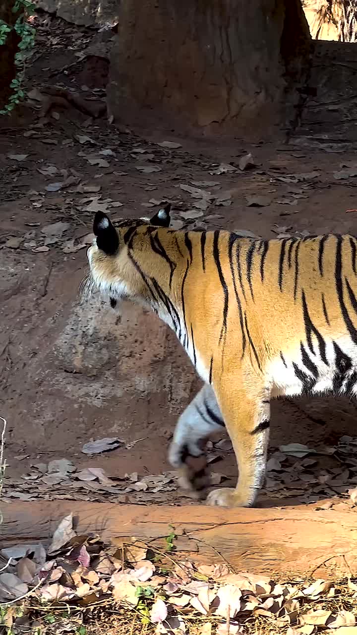 tigre caminando por el hábitat natural en el zoológico